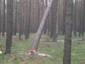 Achtung, der Baum f&auml;llt